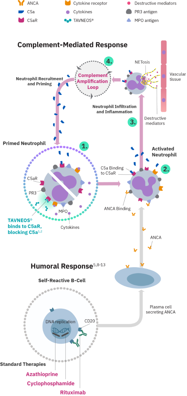 How TAVNEOS® (avacopan) targets C5aR and blocks the complement-mediated cycle of chronic inflammation in AAV